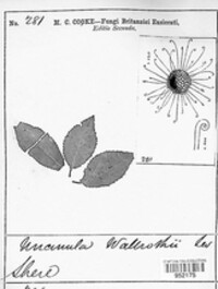 Uncinula wallrothii image